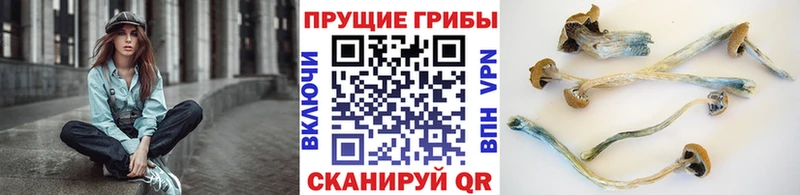 Псилоцибиновые грибы Psilocybine cubensis Байкальск